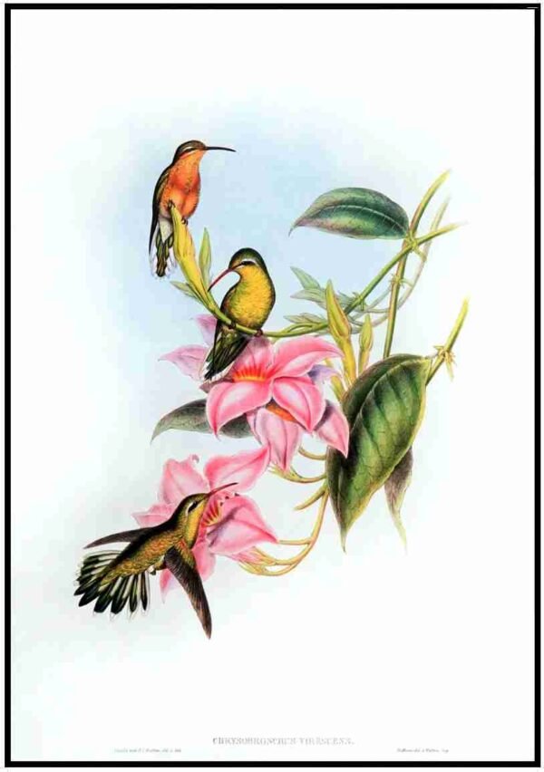 ALP B13030 Humming Birds (Antique Prints)