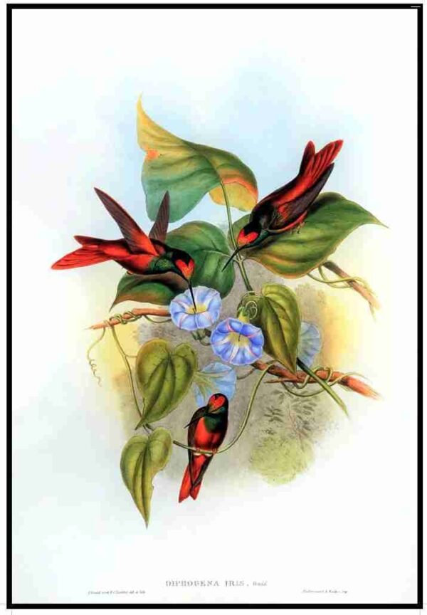 ALP B13022 Humming Birds (Antique Prints)