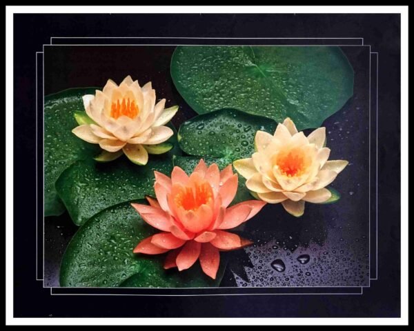 AK UU7079 Three Water Lilies