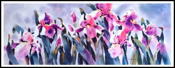 CAP 1656 Iris Pageantry