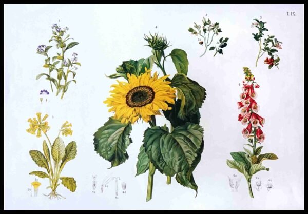 CC 344 Cntry Botancls I