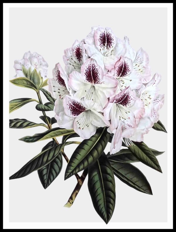 CC 358 Pink Rhododndrn II