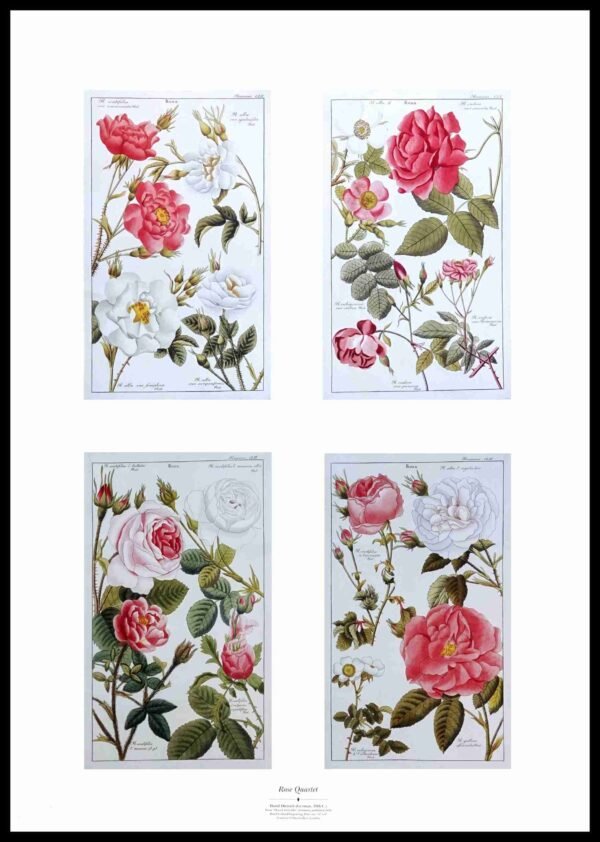 CC 361 Rose Quartet