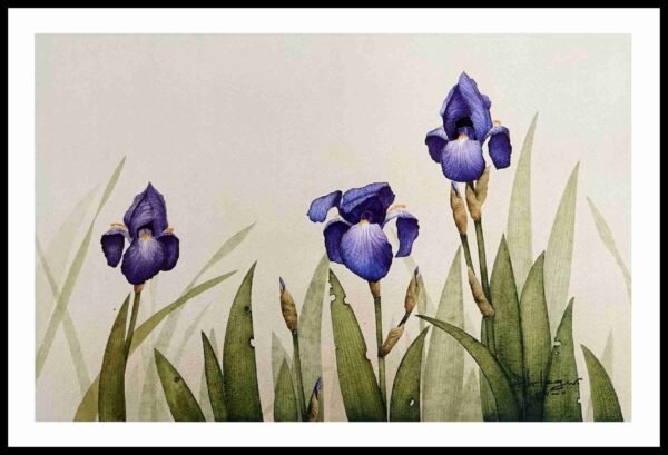 CEGEP 1171 Bearded Irises