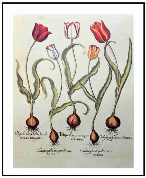 AQP HE62 Tulips (Antique Prints)