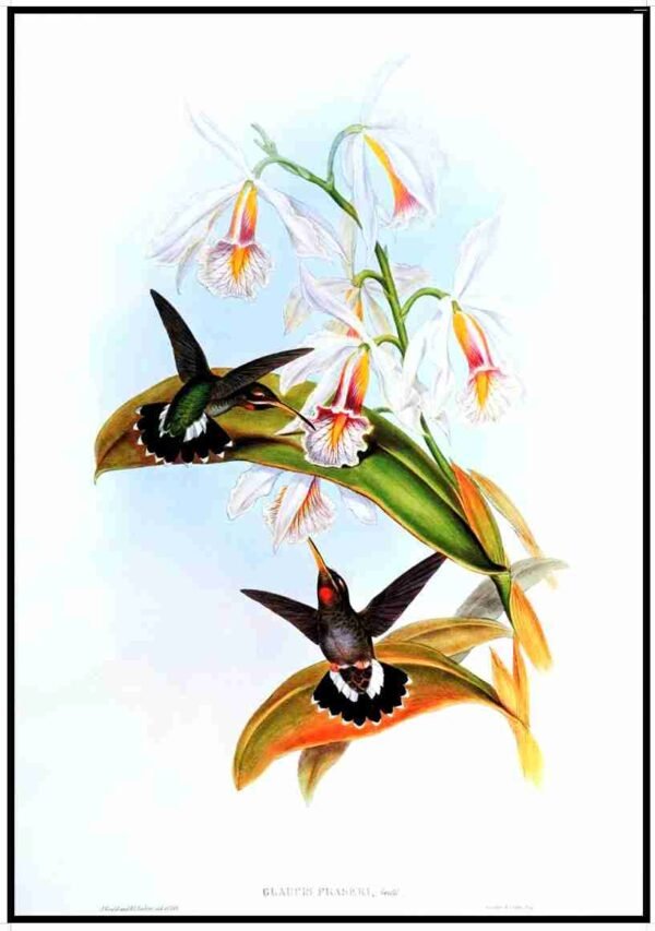 ALP B13024 Humming Birds (Antique Prints)