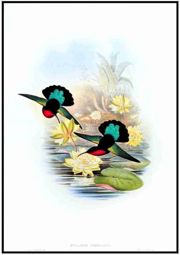ALP B13025 Humming Birds (Antique Prints)