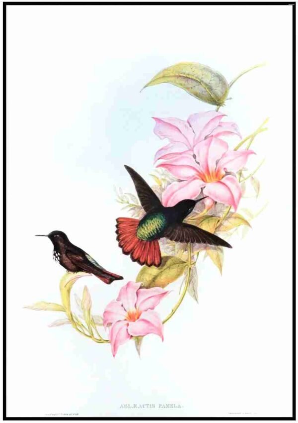 ALP B13029 Humming Birds (Antique Prints)