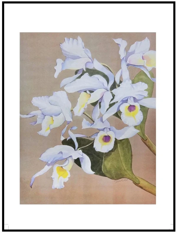 AIM 727 Cattleya Skinneries (S/N LIMITED EDITION)