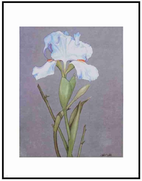 AIM 732 Iris (S/N LIMITED EDITION)