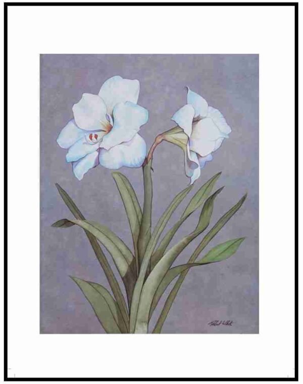 AIM 733 Amarylis (S/N LIMITED EDITION)