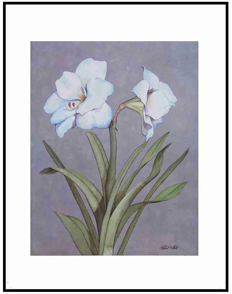 AIM 733 Amarylis (S/N LIMITED EDITION)