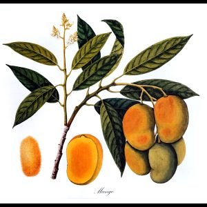 Botanical
